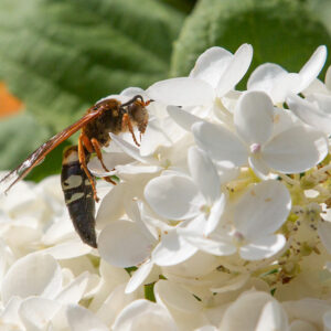 6 Ways to Get Rid of Cicadas from One’s Property