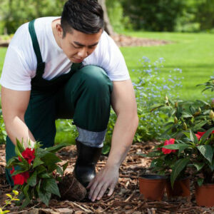 Here’s what you need to know if you plan to grow flowers in your garden