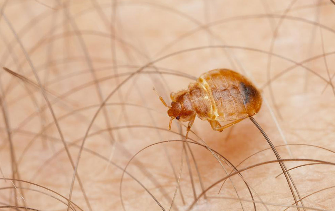 10 Home Remedies to Get Rid of Bed Bugs